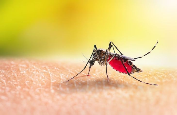 From home remedies to drugs, various options can be combined to eliminate the most common signs of mosquito bites.
