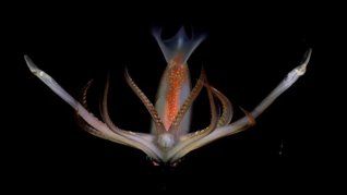 El CONICET realizará una nueva misión en Mar del Plata. El CONICET realizará una nueva misión en Mar del Plata.