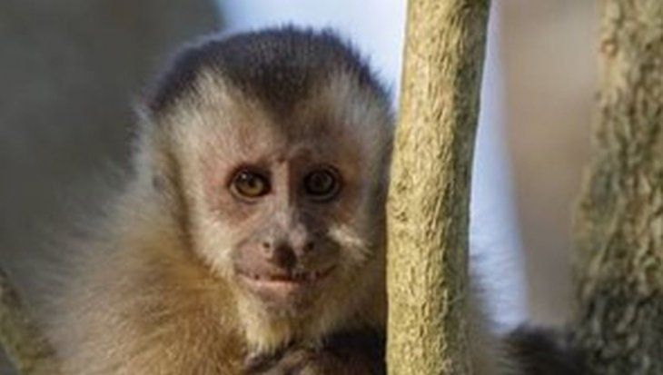 Animales del Amazonia, ubicada en Brasil.