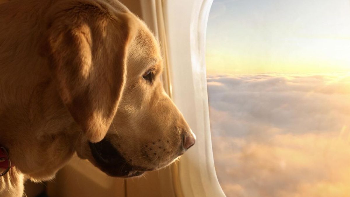 A city of Italy will apply a rate to those who travel with its pet