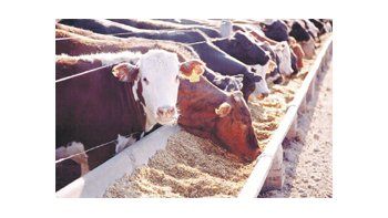 La Cuota 481 permitiría ingresar a la Unión Europea con carne de un alto precio, de un 20% del valor de la Hilton, que hoy ronda los 16 dólares la tonelada aproximadamente.