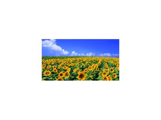 Destacan buena rentabilidad del girasol