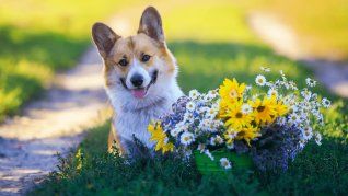 Las cinco razas de perros que no son recomendables para todos los hogares. Las cinco razas de perros que no son recomendables para todos los hogares.