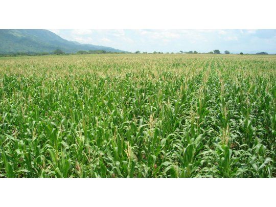 Cosecha maíz récord: alcanzará 36 millones de toneladas en detrimento de la soja