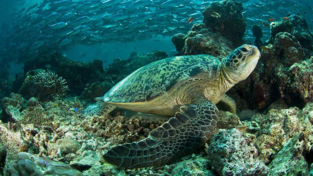 They warn that only 1% of sea turtles are born male