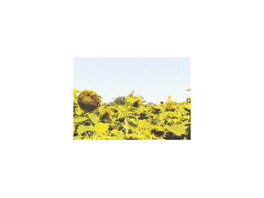 Según el INTA, las pérdidas en producción de los cultivos ocasionadas por las palomas no superarían en la mayoría de los campos el 2% y en unos pocos del 5% al 8%.