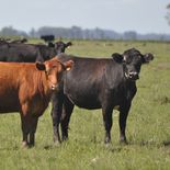 Baja el precio del ganado y puede ayudar con la inflación. Baja el precio del ganado y puede ayudar con la inflación.