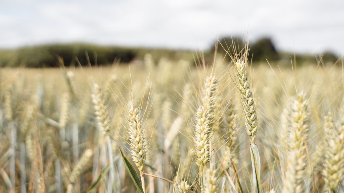Recortan estimación de producción de trigo por sequía y heladas