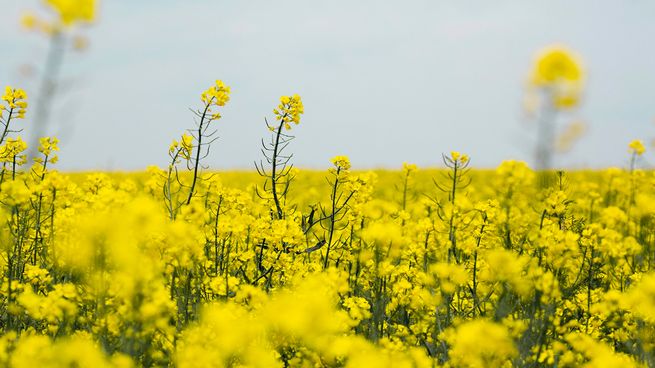 Las exportaciones de colza crecieron 70% y consolidan su expansión en el agro uruguayo.