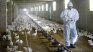 A new outbreak of aviar flu alarm to the US. A new outbreak of aviar flu alarm to the US.