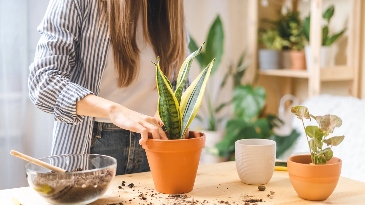What is the best pot? These are the tips to have a healthy garden in your home