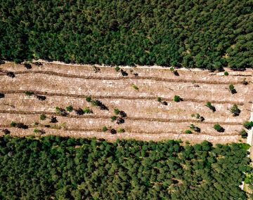 En la COP26 habrá un acuerdo para frenar la deforestación
