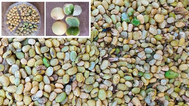 Soja grano cosecha mala.jpg