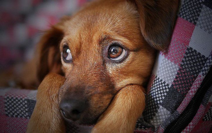 Los siete errores más frecuentes al desparasitar a tu perro