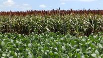 El sector agropecuario tuvo una fuerte recuperación durante el tercer trimestre.