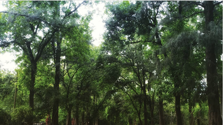 Un hermoso bosque exótico ideal para camintas y para ir de camping.
