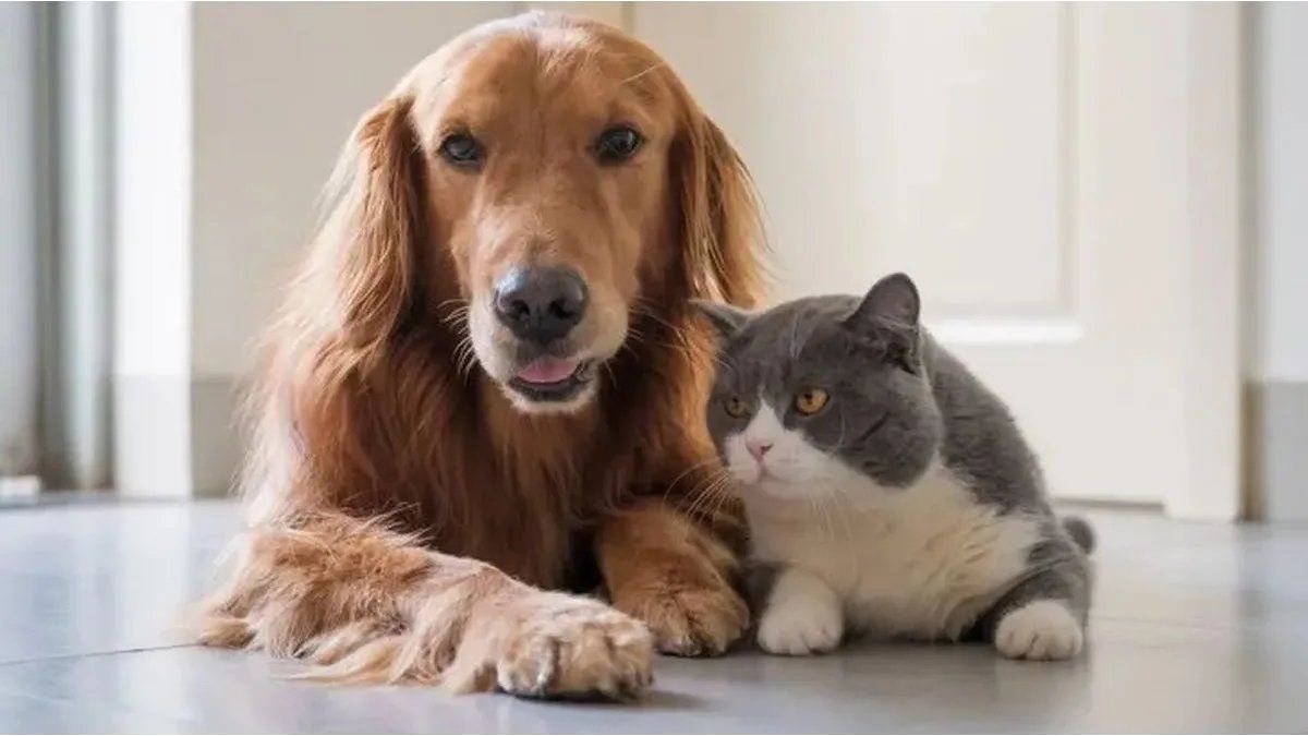 Will millions be sold? The fantastic invention with which you will never suffer for a lost pet