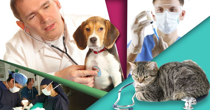 Se celebra, este 17 de agosto, el Día del Médico Veterinario Zootecnista. Se celebra, este 17 de agosto, el Día del Médico Veterinario Zootecnista.