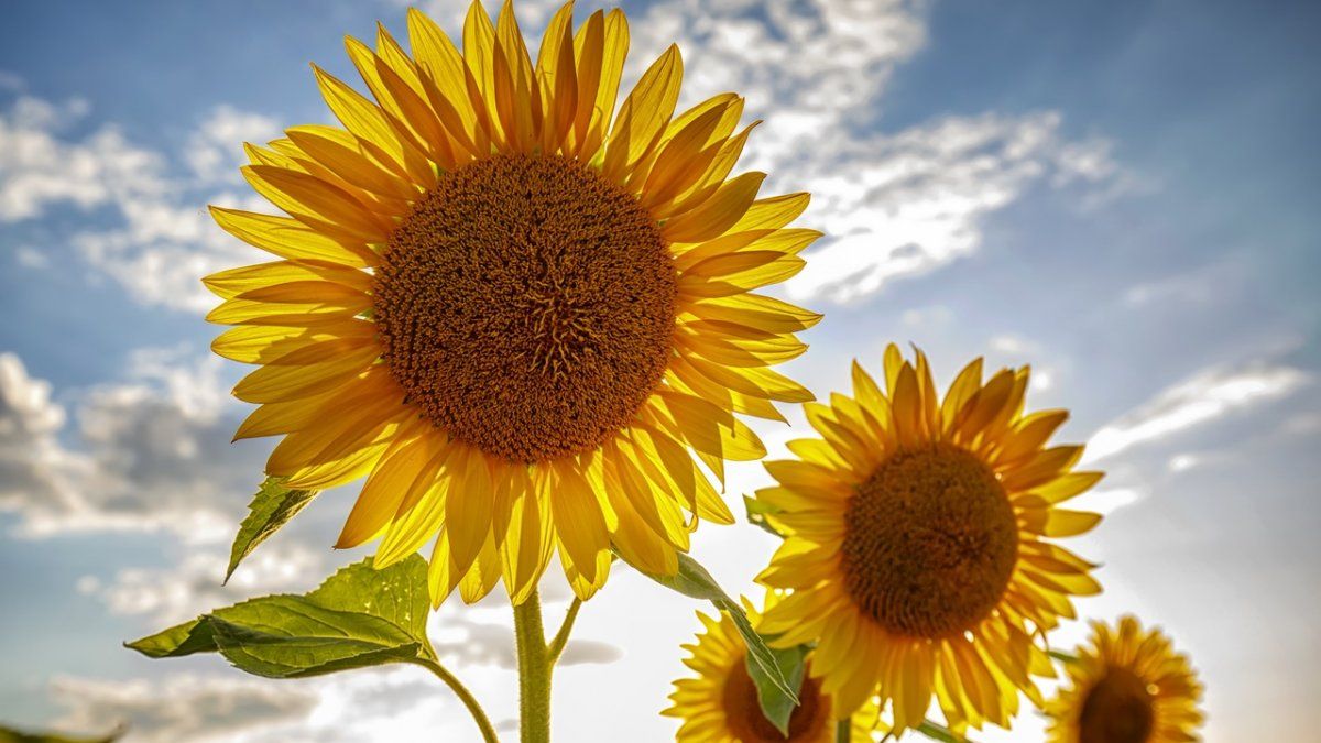 In spring mode! What seasonal flowers would look like if they were people, according to Artificial Intelligence