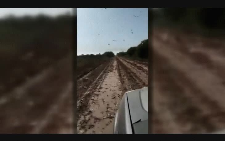 Los machos de esta plaga&nbsp;miden 4 centímetros y las hembras son más grandes: 6 centímetros.