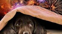 Descubrí cómo cuidar a tus mascotas de los fuegos artificiales durante esta Navidad.