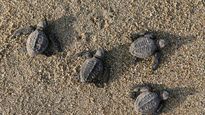 Una playa de Bali devuelve al océano tortugas en peligro de extinción