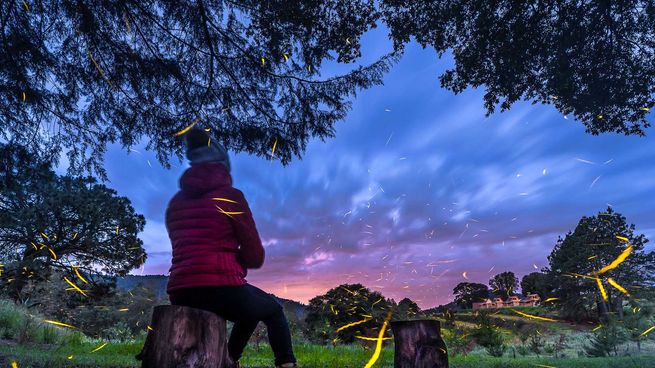 &nbsp;Visita las cabañas de Tlaxcala que tienen un bosque que se ilumina solo y puedes quedarte a dormir en él