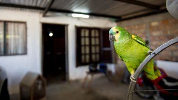 Loro Lorenzo.