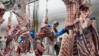 Trabajaba en una granja de Cualiacán, se cansó e inició su propio negocio de engorde de vacas: ahora es un megaimperio que factura millones de dólares