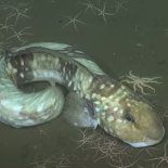 Especies nuevas y contaminación: los increíbles hallazgos de una nueva expedición en el fondo del Mar argentino. Especies nuevas y contaminación: los increíbles hallazgos de una nueva expedición en el fondo del Mar argentino.