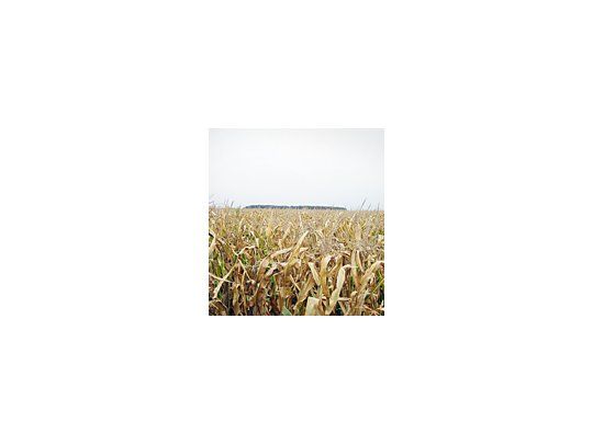Con las precipitaciones de la semana pasada en las principales zonas productivas el panorama cambió favorablemente para los productores, que quieren encarar las siembras de maíz.