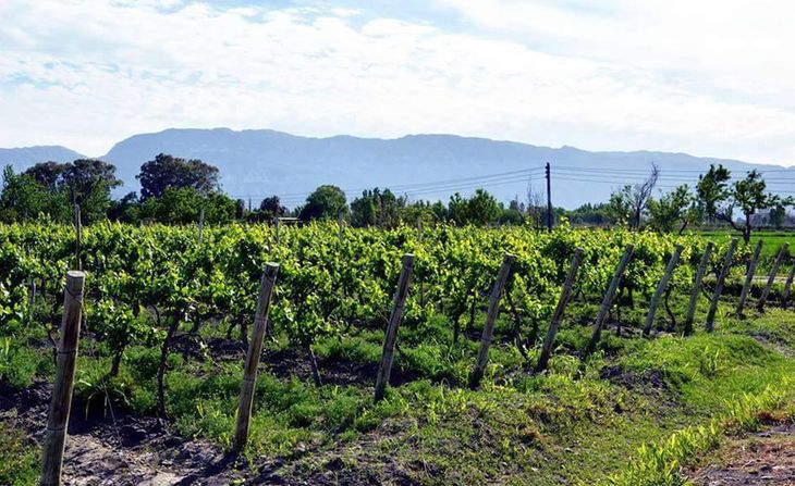 San Juan es la segunda provincia productora de vino del país.