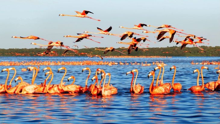 Celestún, Yucatán: además de sus playas limpias, la reserva de la biosfera ofrece avistamiento de flamencos rosados entre diciembre y abril Celestún, Yucatán: además de sus playas limpias, la reserva de la biosfera ofrece avistamiento de flamencos rosados entre diciembre y abril