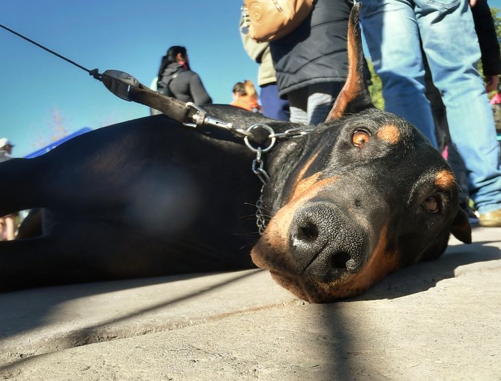maraton de mascotas (5).jpg