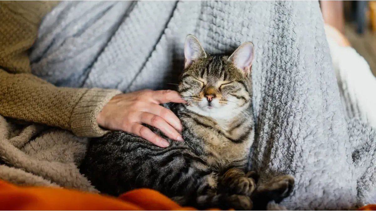 Does your cat follow you everywhere?: I discovered the reason behind this behavior