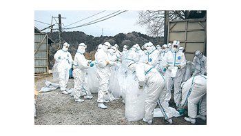 Desde el 22 de enero, cuando se detectó la gripe aviar en Miyazaki, se han sacrificado más de 500.000 pollos.