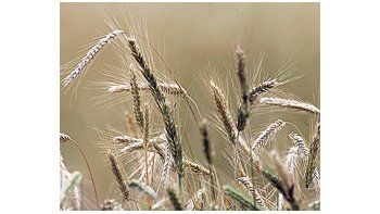 En la campaña 2007/08 se sembró 1,2 millón de hectáreas con el cereal, que pasó a 740 mil hectáreas en 2008/09, para dejar sólo 350 mil hectáreas en esta campaña 2009/10.