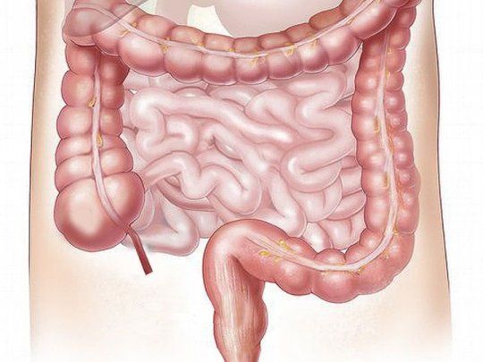 intestino