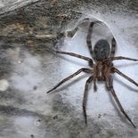 111.000 arañas conviven en una cueva entre Grecia y Albania. Se cree que cnstruyeron la telaaraña más grande del mundo. 111.000 arañas conviven en una cueva entre Grecia y Albania. Se cree que cnstruyeron la telaaraña más grande del mundo.