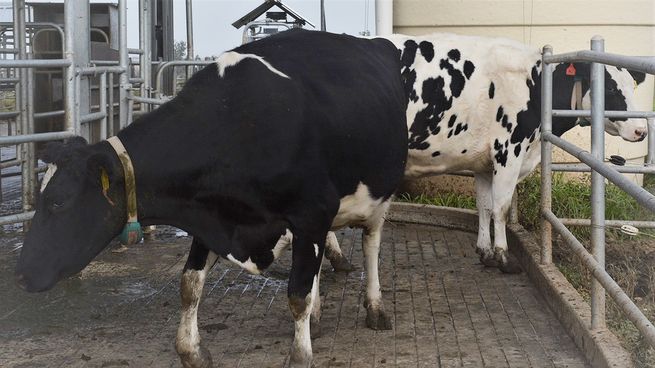 El Ministerio de Economía y Finanzas resolvió un ajuste de más de 2 pesos para los productores.