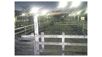 ámbito.com | Parecía víspera de feriado, pero no lo era: prácticamente no hubo ingresos de vacunos anoche en el Mercado de Liniers. La semana sólo tendría 1.000 animales ingresados.