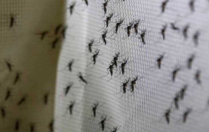 Mosquitos en AMBA: cultivan peces y camarones para controlar la invasión