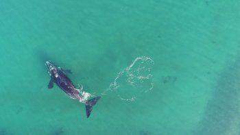 Ballena Franca Austral.&nbsp;