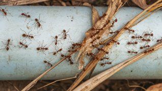 Todo lo que tenés que saber para combatir la plaga de hormigas en el verano. Todo lo que tenés que saber para combatir la plaga de hormigas en el verano.