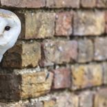 Las lechuzas ayudan a controlar poblaciones de roedores y otros pequeños animales. Las lechuzas ayudan a controlar poblaciones de roedores y otros pequeños animales.