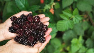 Esta fruta silvestre destaca por su alto contenido en vitaminas, fibra y fitonutrientes que favorecen el bienestar general. 