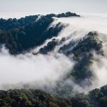 Bosque oculto en México: destinos secretos para perderse entre niebla, luciérnagas y santuarios naturales Bosque oculto en México: destinos secretos para perderse entre niebla, luciérnagas y santuarios naturales