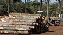 misiones: el sector forestal esta consolidado con especializacion y creacion de valor