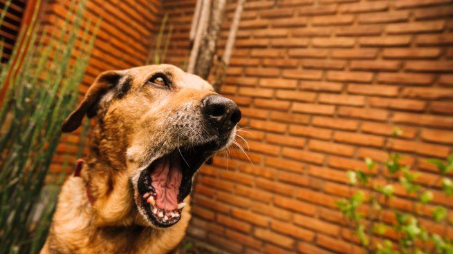 Perro.