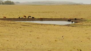 La posible llegada de La Niña presiona a la agricultura de verano y a la ganadería. La posible llegada de La Niña presiona a la agricultura de verano y a la ganadería.